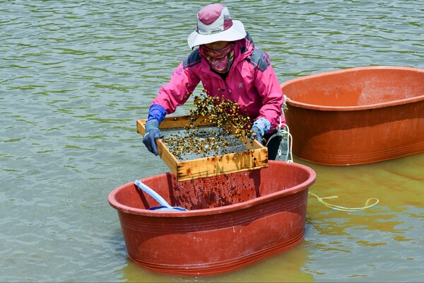 ▲어입인이 재첩을 선별하고 있다ⓒ김종현 작가