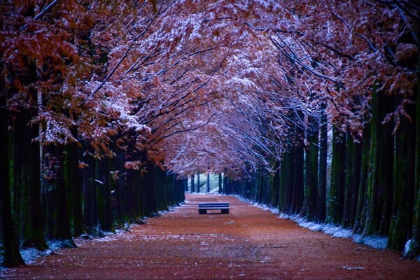 ▲담양메타쉐콰이어길 ⓒ김종현 작가