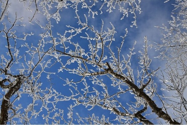 ▲광양 백운산 설경ⓒ김종현 작가