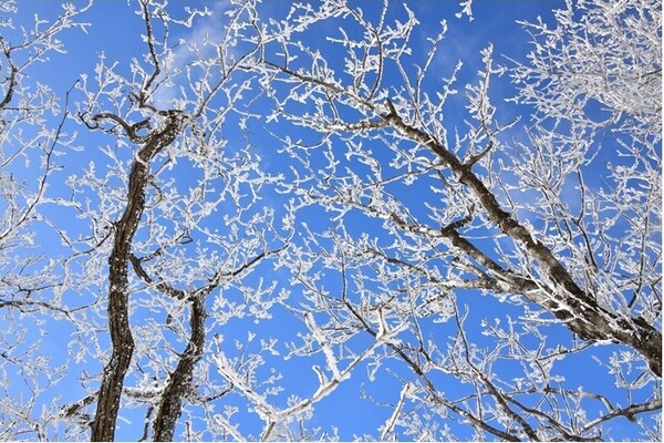 ▲광양 백운산 설경ⓒ김종현 작가